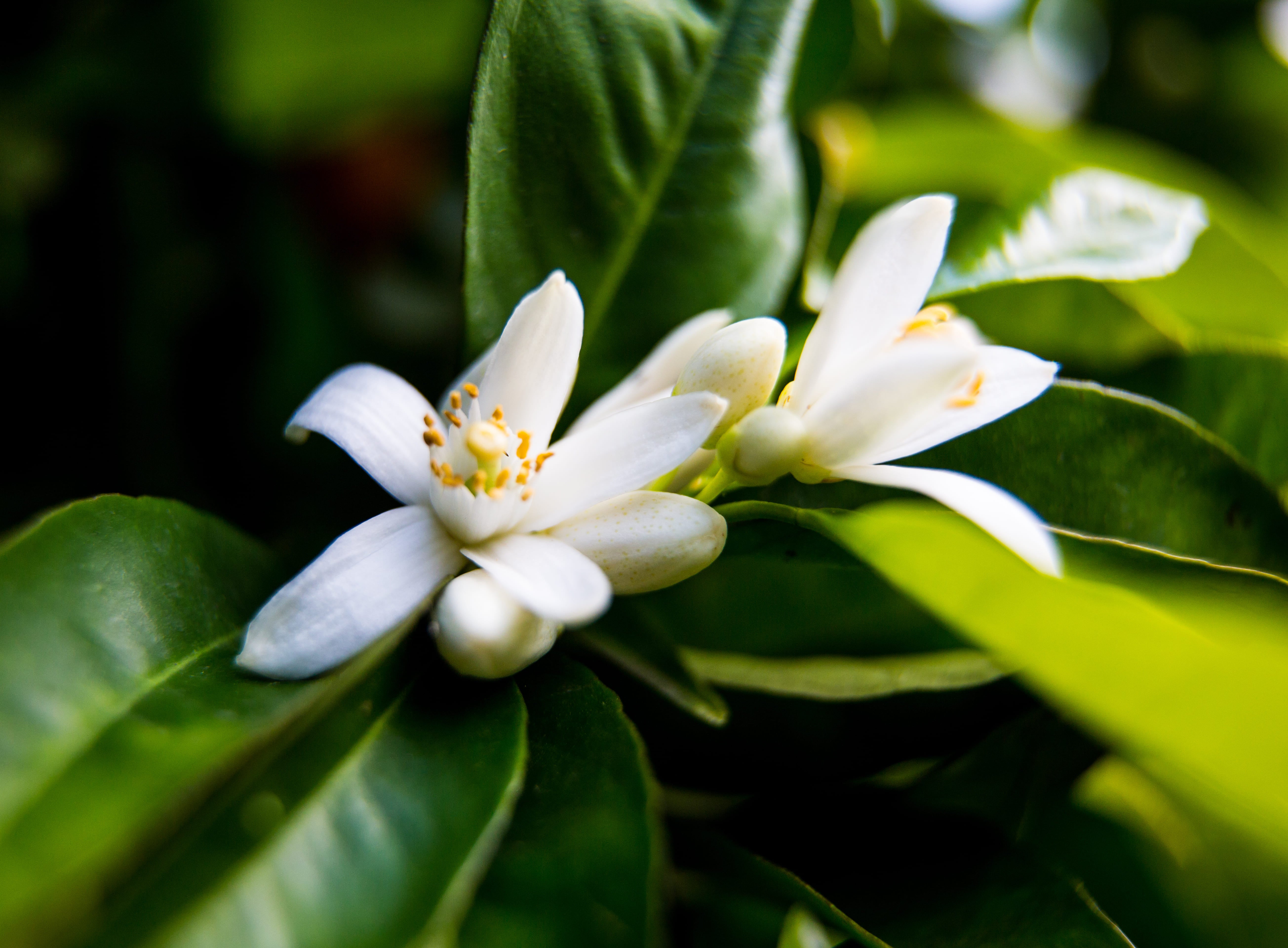 Neroli flower discount