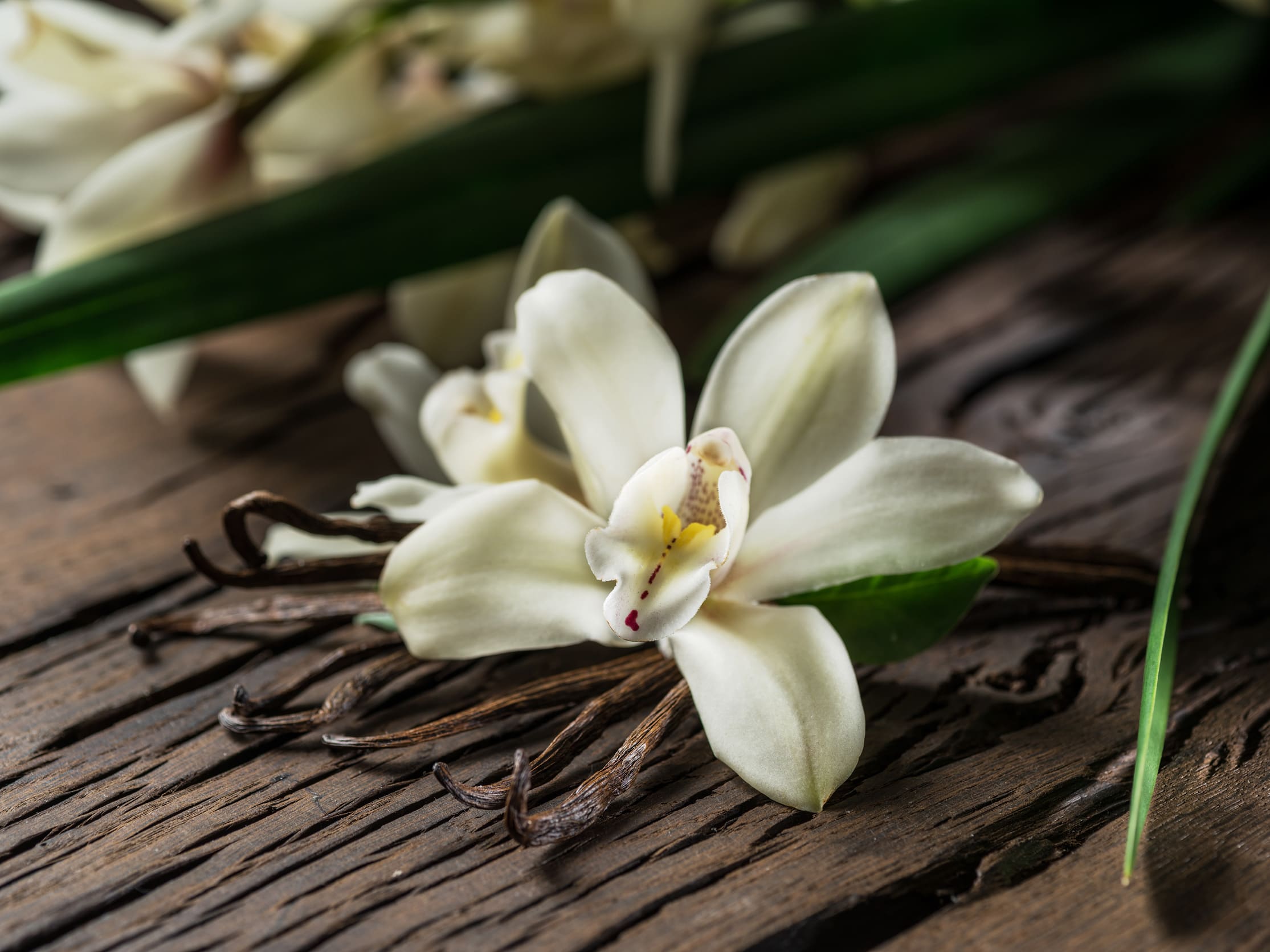 How You Can Benefit from Vanilla Oil – Aroma Sense USA